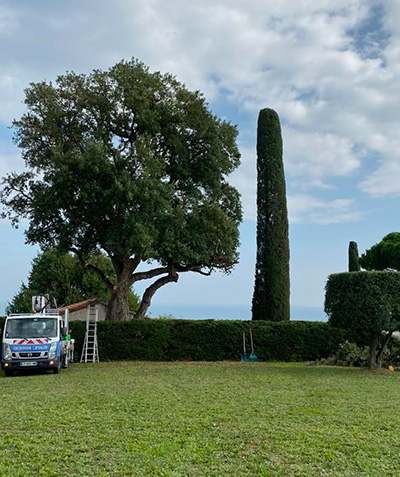 Entreprise d'élagage à Vallauris (06220) et à Vallauris (06220) dans les Alpes Maritimes (06)